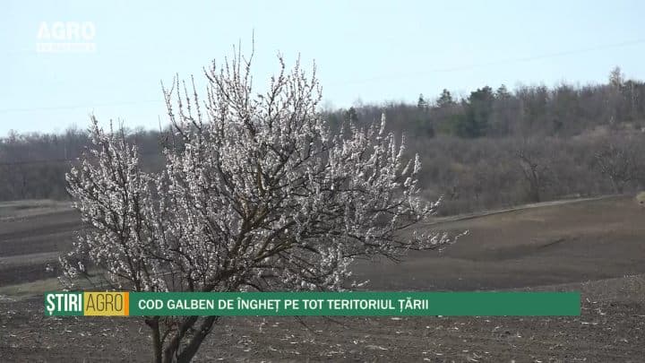 Cod Galben de îngheț pe tot teritoriul țării