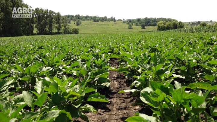 Oportunităţi, afaceri şi incluziune socială pentru femeile din zona rurală