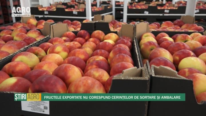 Fructele exportate nu corespund cerințelor de sortare și ambalare