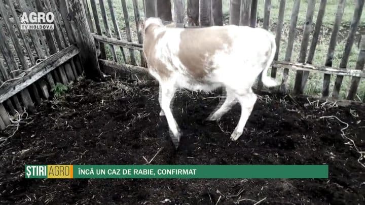 Încă un caz de rabie, confirmat