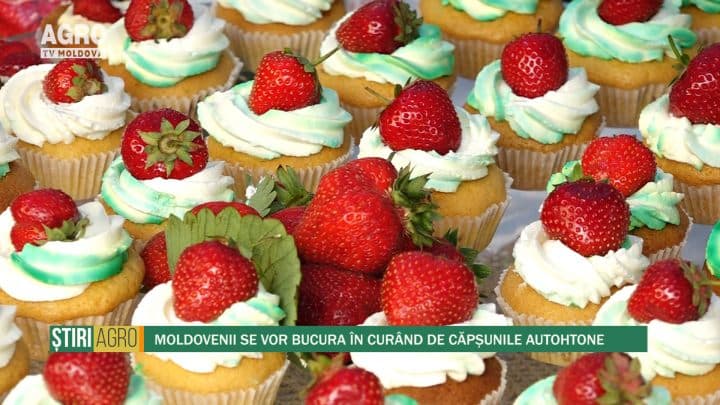 Moldovenii se vor bucura în curând de căpșunile autohtone
