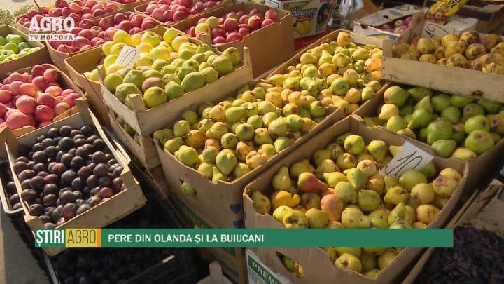 Pere din Olanda și la Buiucani