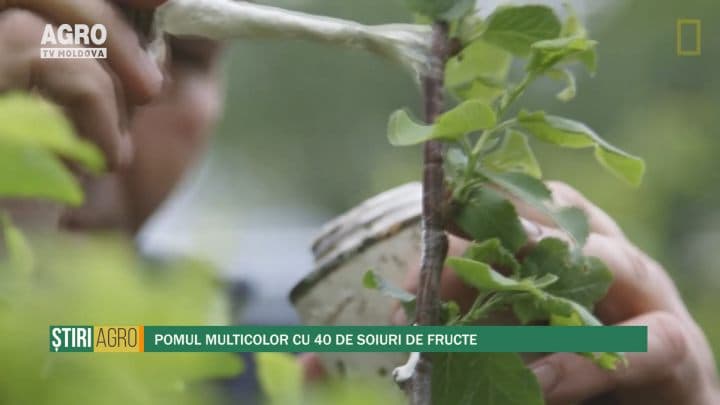 Pomul multicolor cu 40 de soiuri de fructe