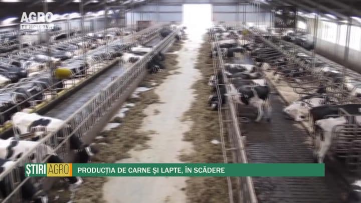 Producția de carne şi lapte, în scădere