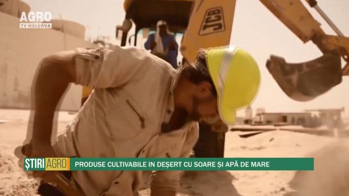 Produse cultivabile in deșert cu soare și apă de mare