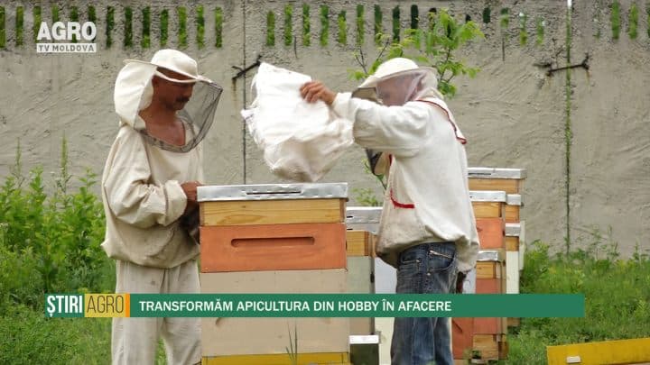 Transformăm apicultura din hobby în afacere
