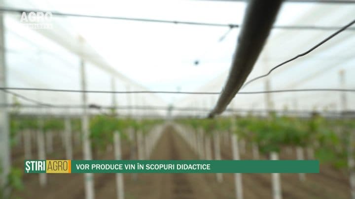 Vor produce vin în scopuri didactice