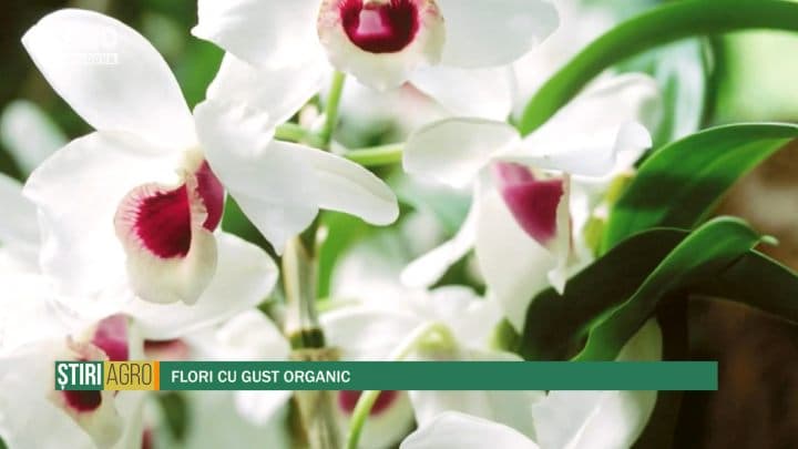 Flori cu gust organic