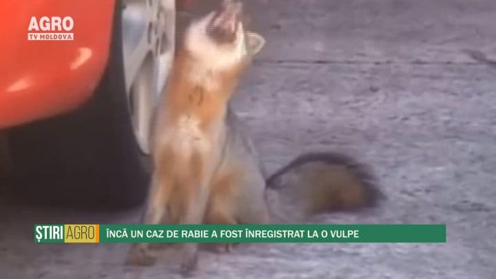 Încă un caz de rabie a fost înregistrat la o vulpe
