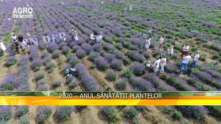2020 – Anul sănătății plantelor