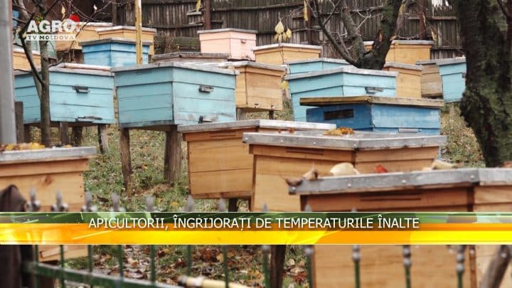 Apicultorii, îngrijorați de temperaturile înalte