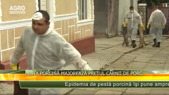 Pesta porcină majorează prețul cărnii de porc