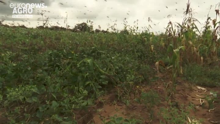 Africa, invadată de lăcuste