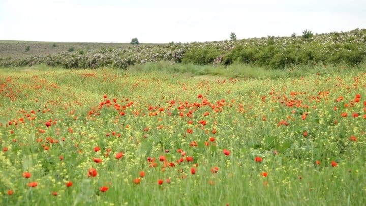 Dezastrul ecologic, ne dă târcoale