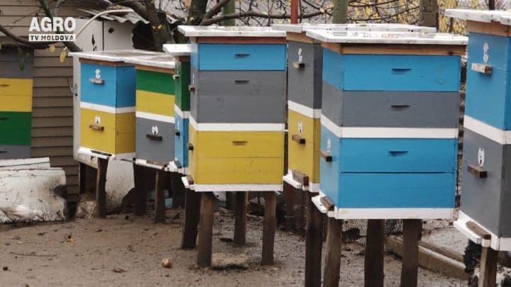 Ies albinele afară, la soarele de primăvară