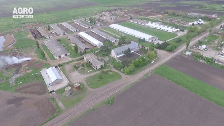 Încercări de reanimare a sectorului zootehnic
