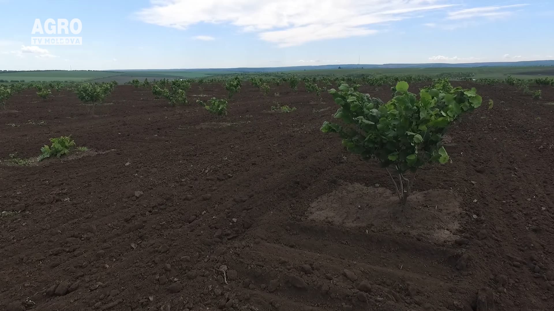 Alunul irigat va răsplăti din plin producătorii