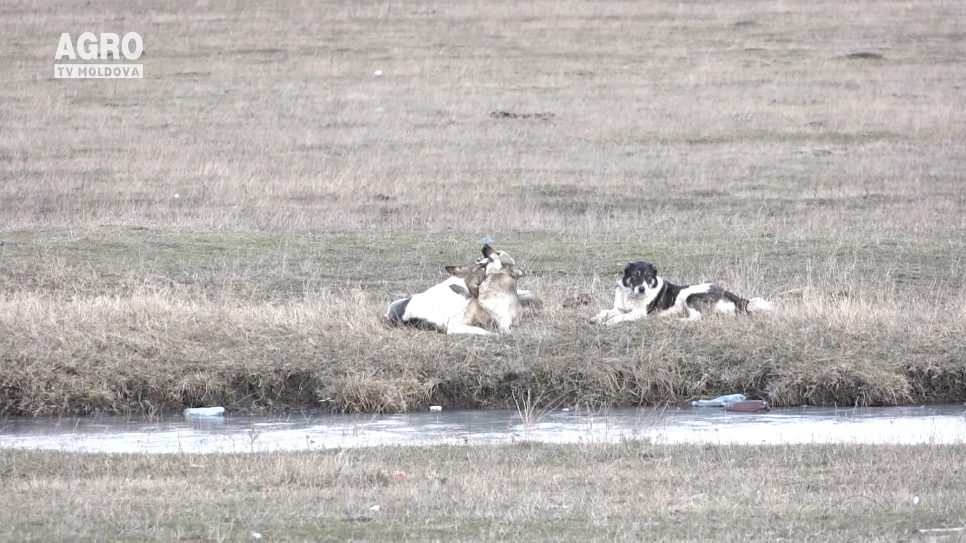 Noi cazuri de rabie și pestă porcină africană