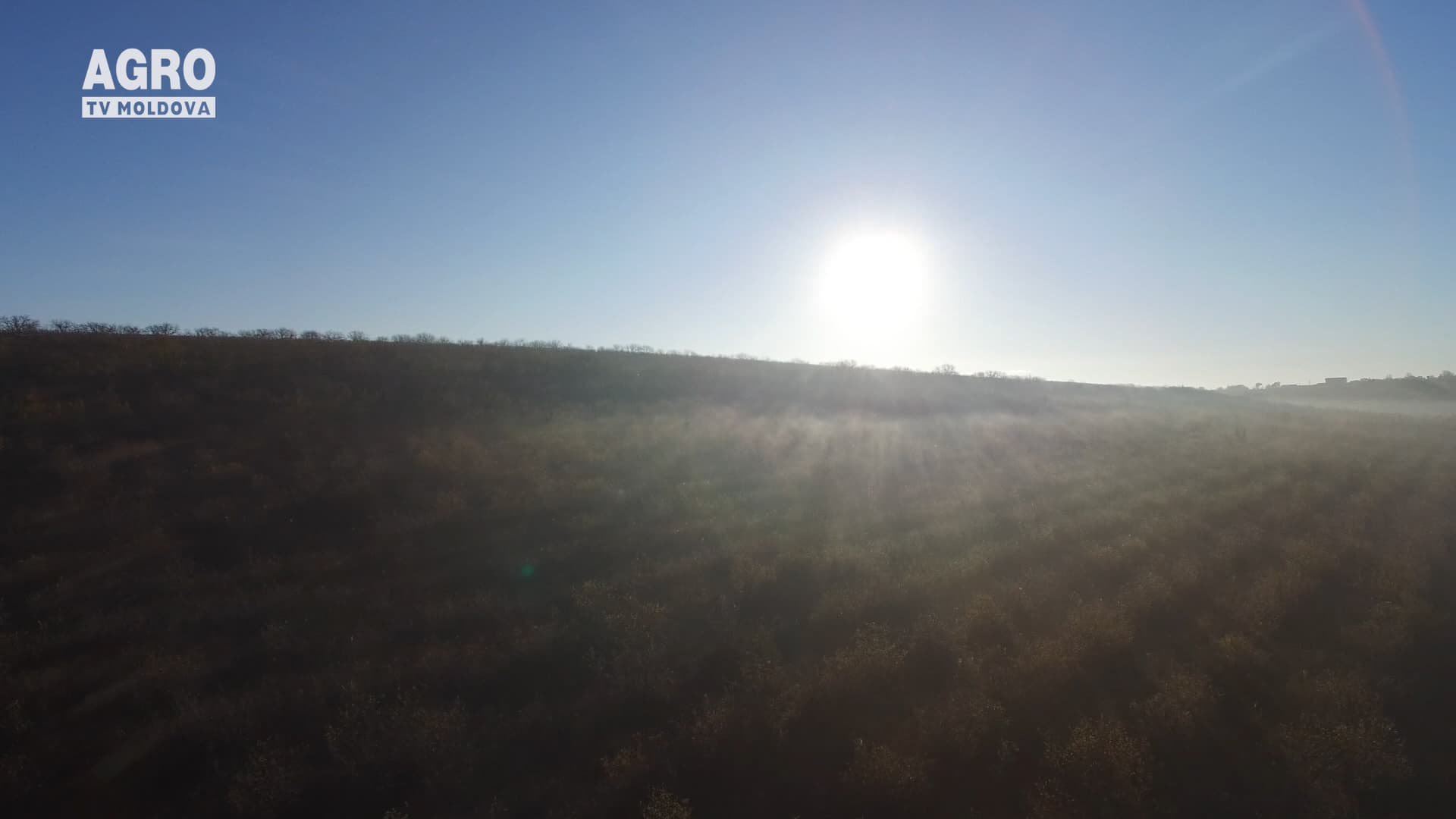 Cod Galben de îngheț