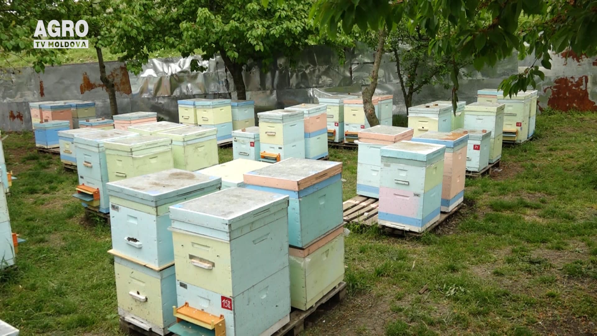 Moldova ar putea rămâne fără miere de salcâm