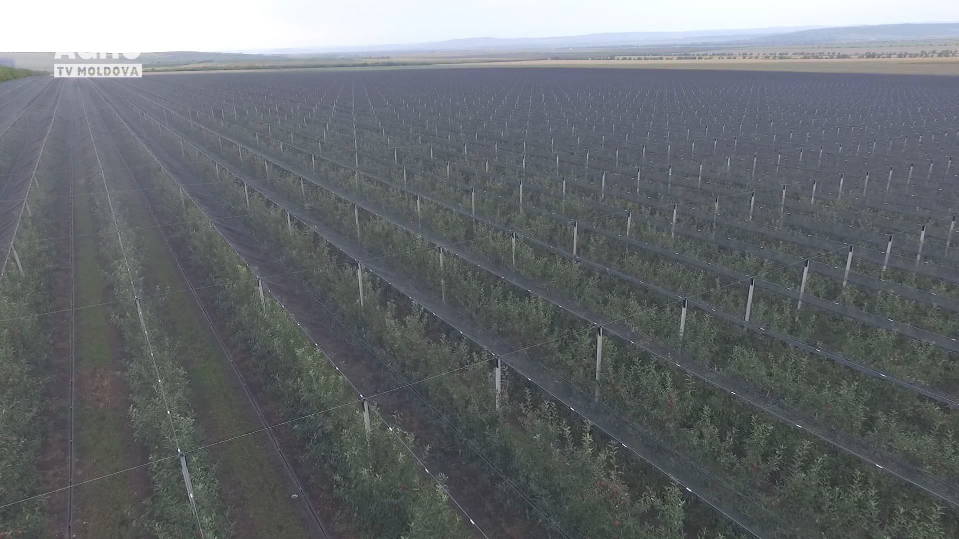 Producătorii de mere vor avea de suferit