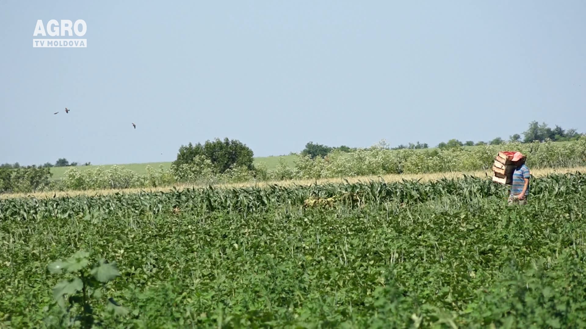 Agricultorii, supuși riscului