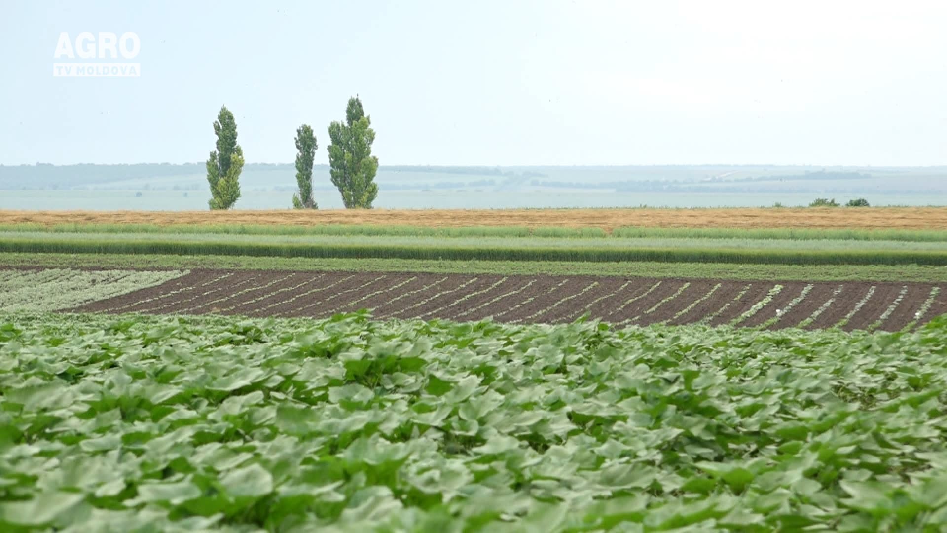 An agricol compromis