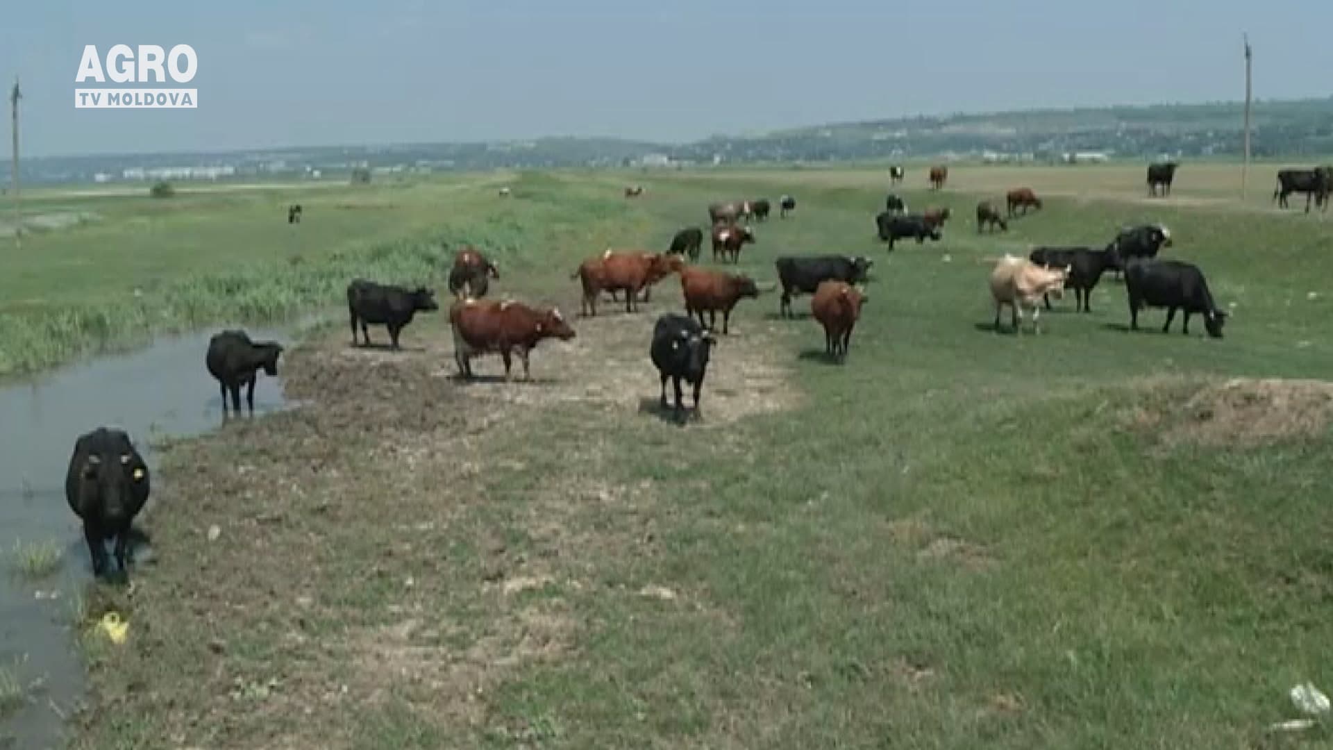 Aveți grijă de animale pe timp de caniculă