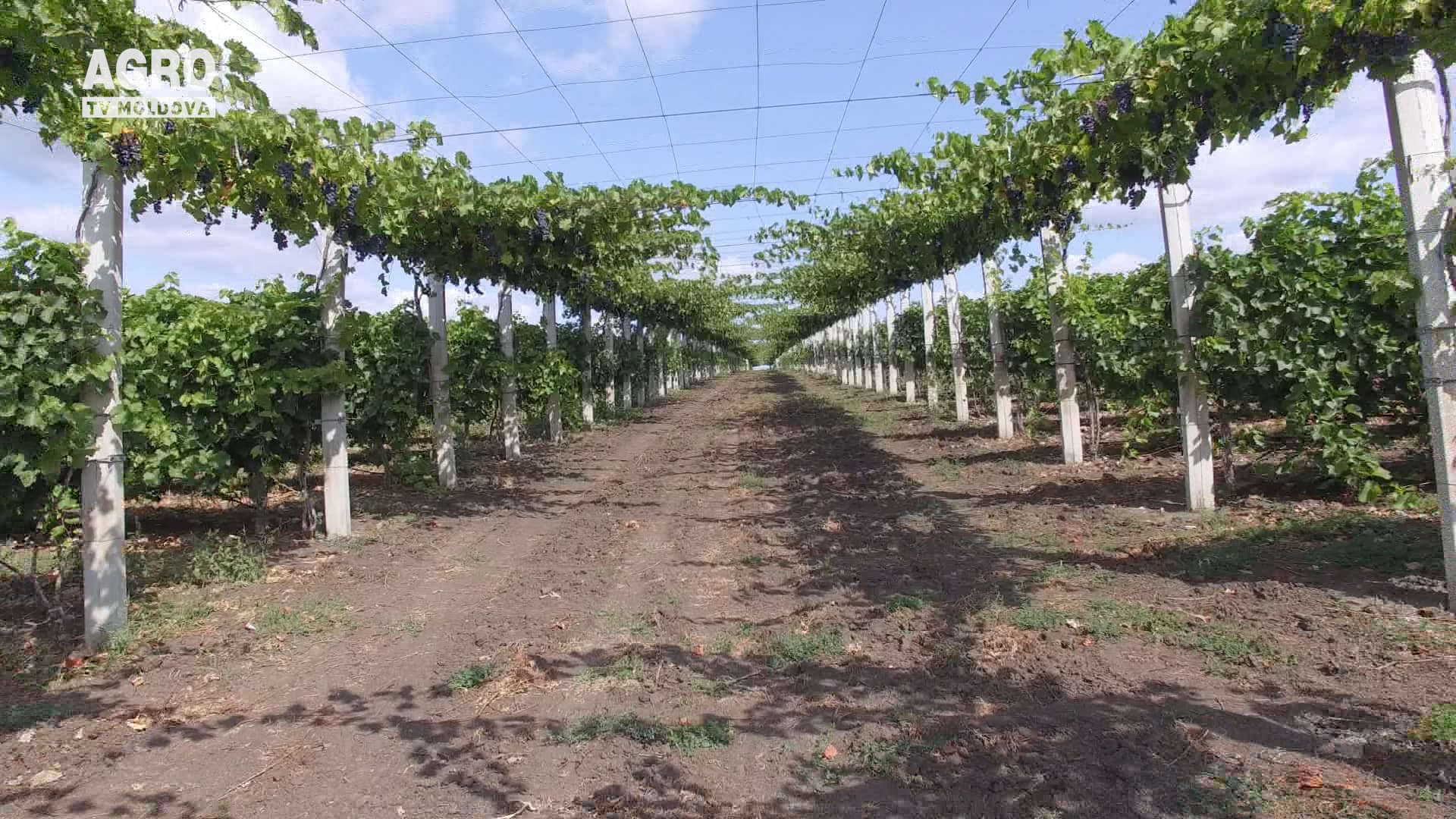 Oportunități de promovare pentru viticultori