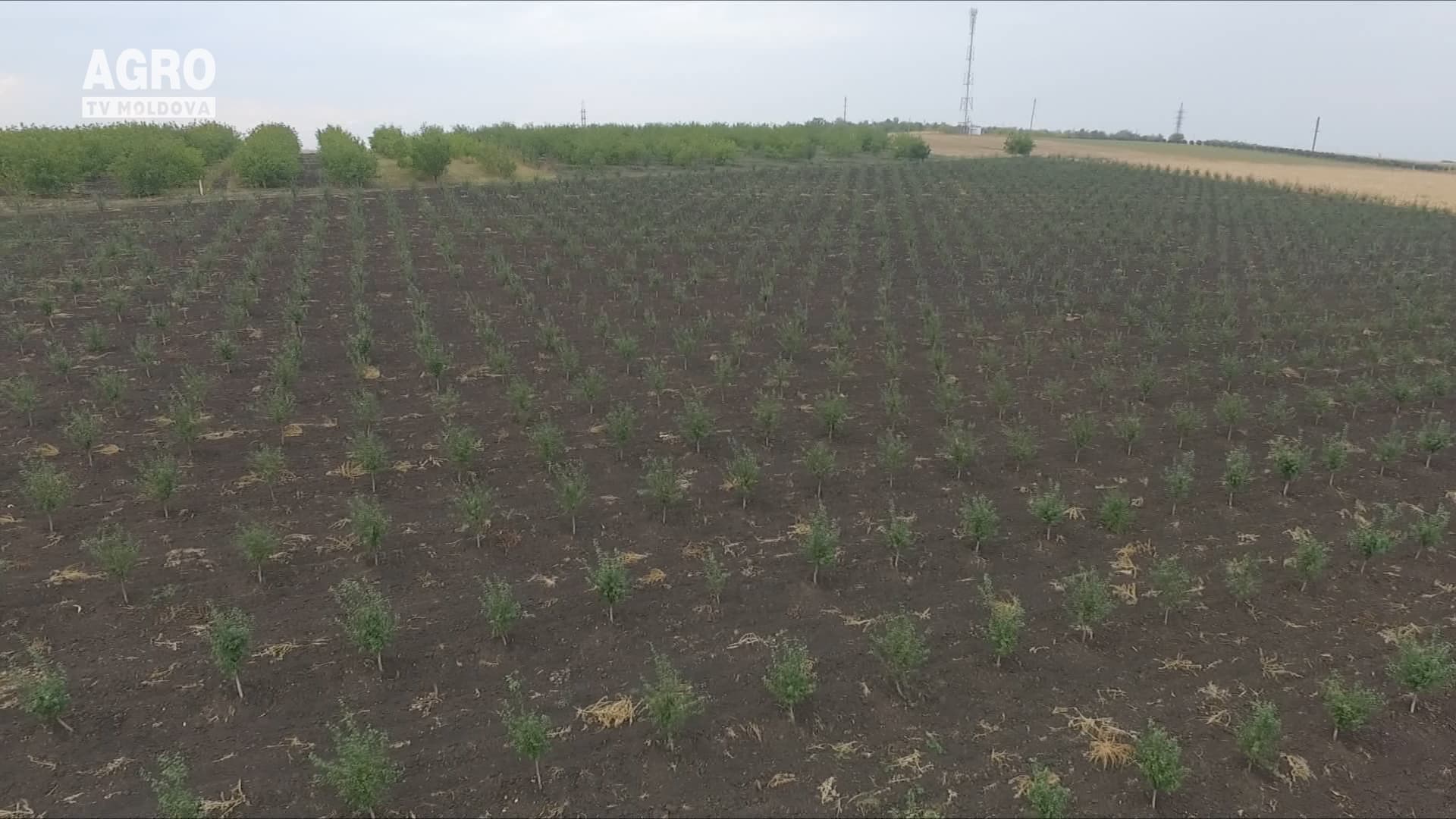 Uscarea prunelor – o afacere profitabilă