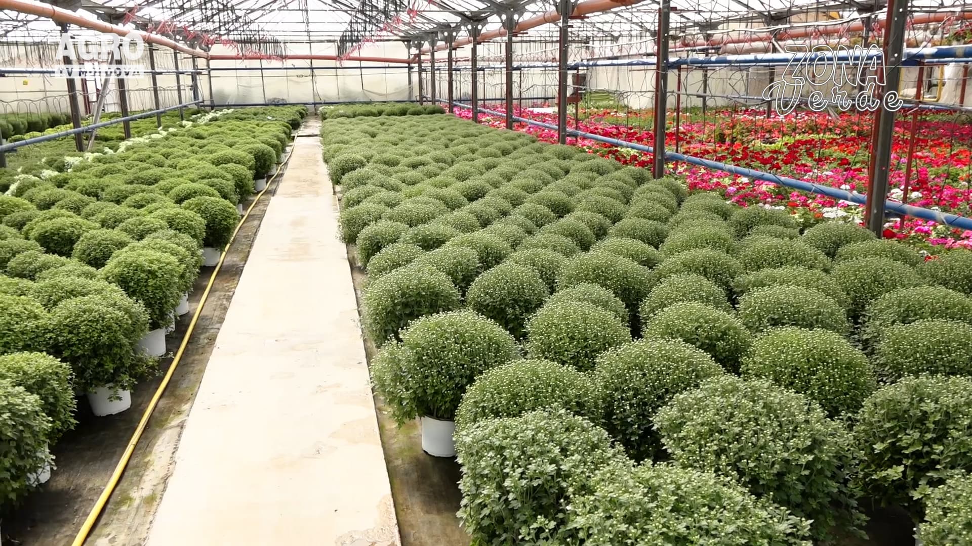 ZONA VERDE- Plantarea, îngrijirea și irigarea crizantemelor