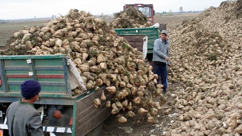 Recolte scăzute de sfeclă de zahăr