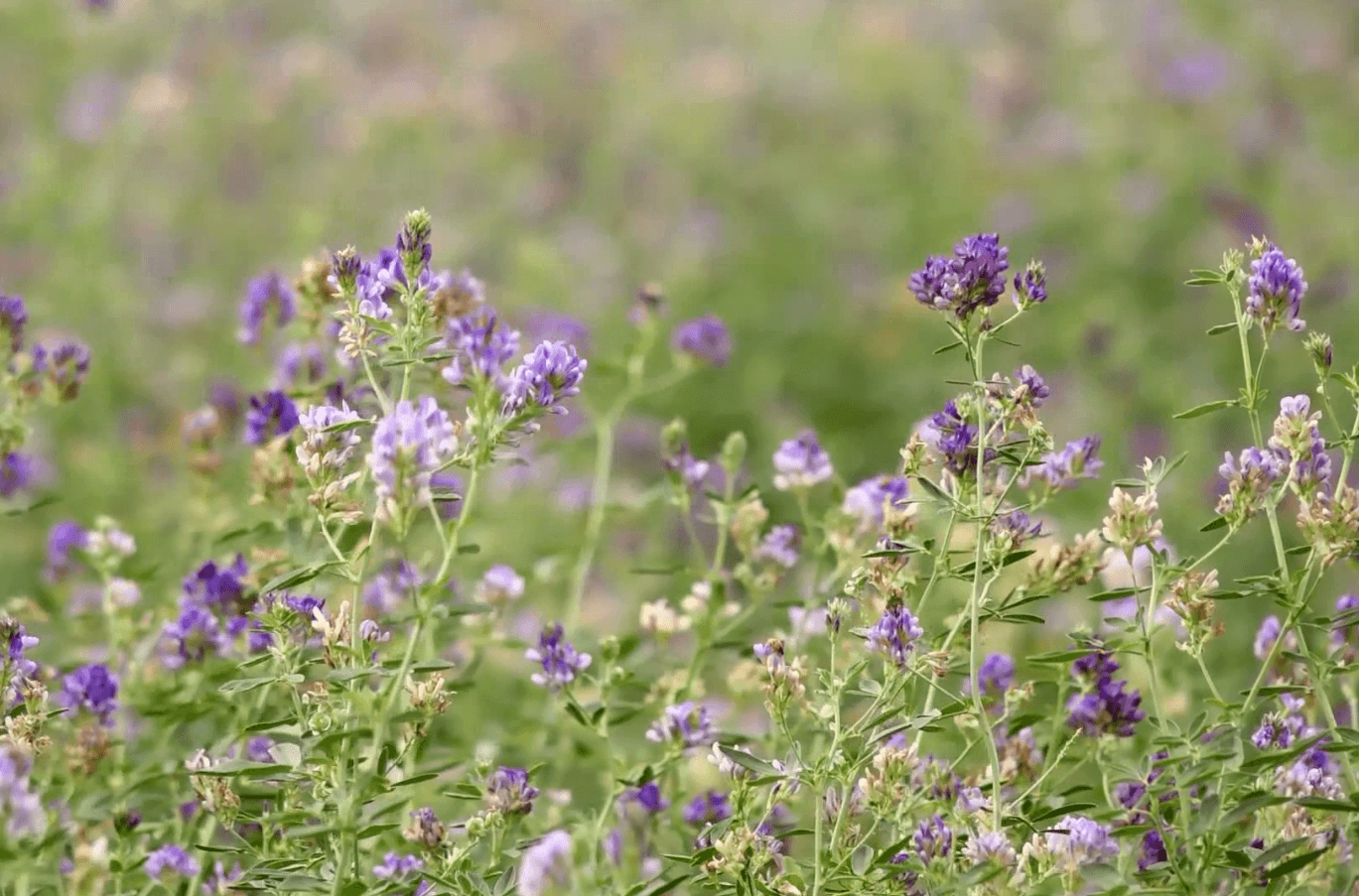 Ziua câmpului – Cultivarea lucernei în sistemul agriculturii ecologice