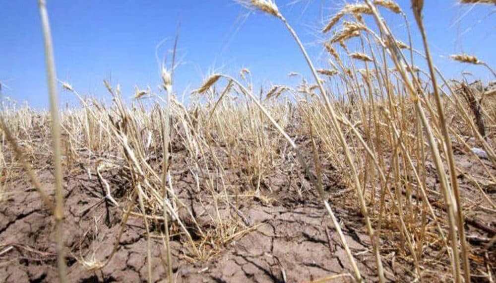 Sectorul agricol, grav afectat de secetă