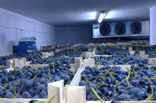 Recomandări pentru producătorii strugurilor de masă