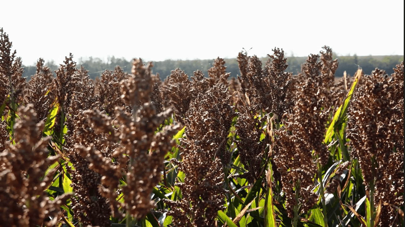 Programul AGRODIRECTA promovează și susține cultivarea sorgului