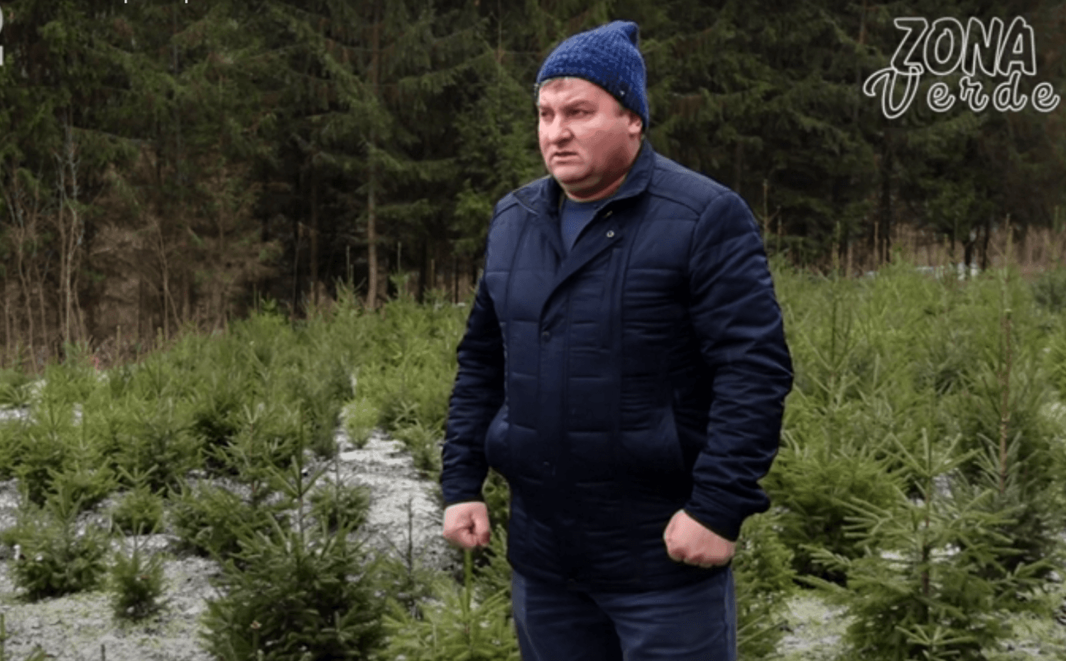 Brazii se plantează în luna decembrie