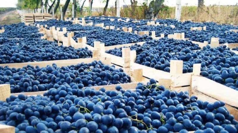 UIMITOR! Care este situația recoltelor de struguri în emisfera sudică?