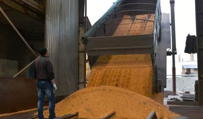 FAO şi-a redus previziunea privind producţia mondială de grâu