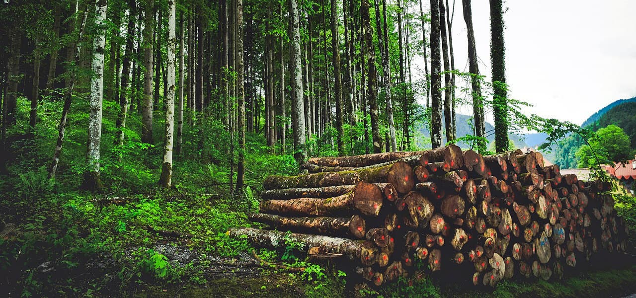 Sectorul silvic va beneficia de suport din partea FAO