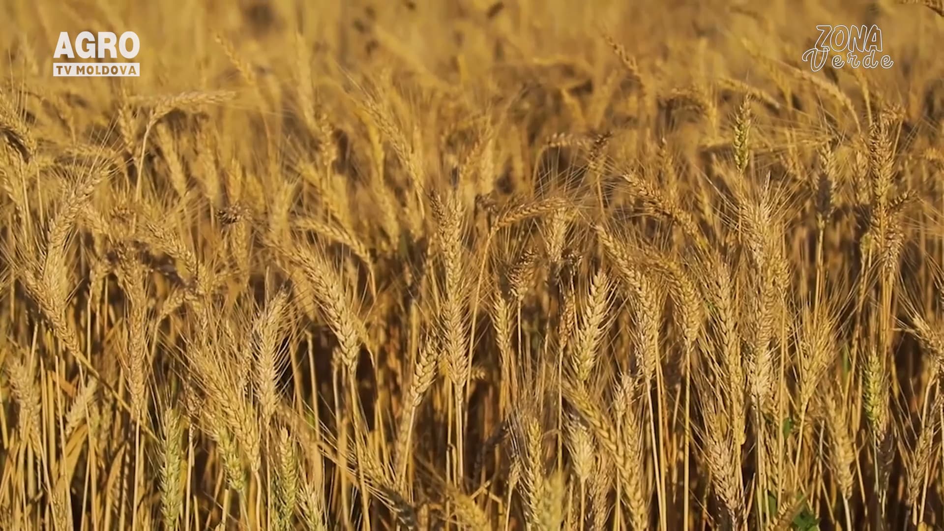 Zona Verde – Grădina ecologică a lui Ion Cazacu