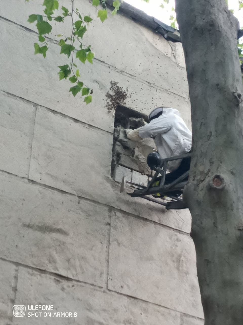Un roi de albine, salvate de pompieri (VIDEO)