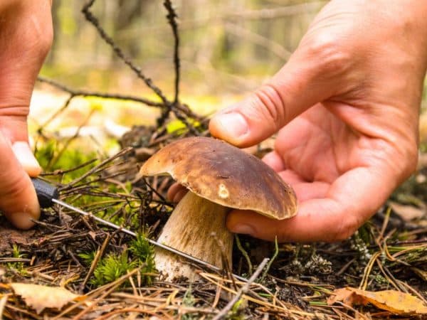 Dacă nu cunoști ciupercile, nu te apuca să le culegi