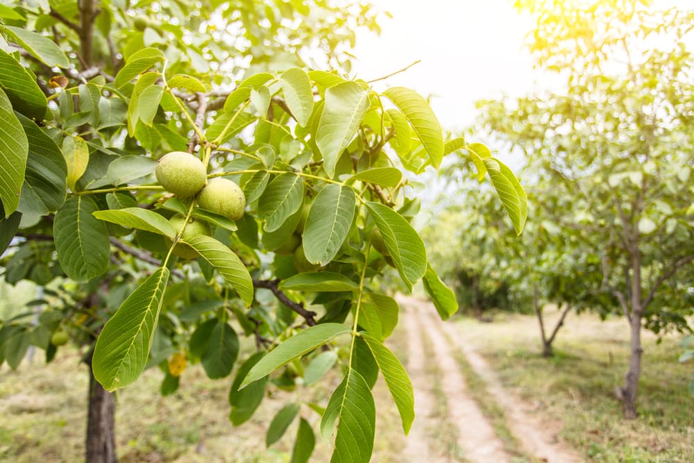 O parte din recolta de nuci ar putea fi afectată
