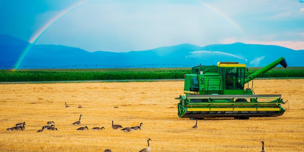 ANSA avertizează! Condițiile climaterice au favorizat apariția mai multor BOLI și DĂUNĂTORI la culturile agricole