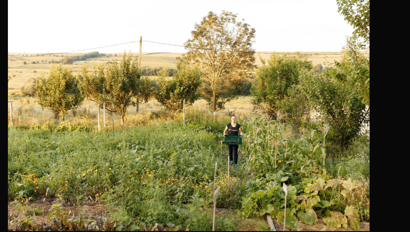 LA RÎȘCOVA, AGRICULTURA ECOLOGICĂ ȘI EXPERIMENTELE „VII” SUNT LA ELE ACASĂ