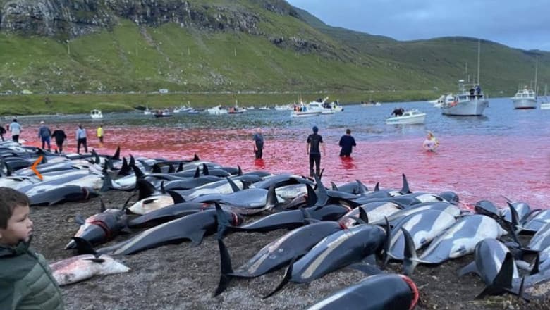 FOTO/VIDEO/ Peste 1.400 de delfini au fost uciși