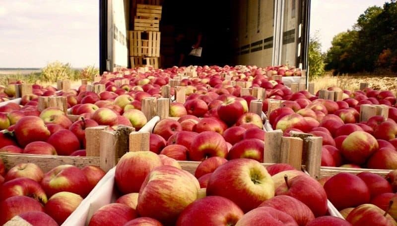 Interzicerea exportului de fructe ar afecta mult producătorii
