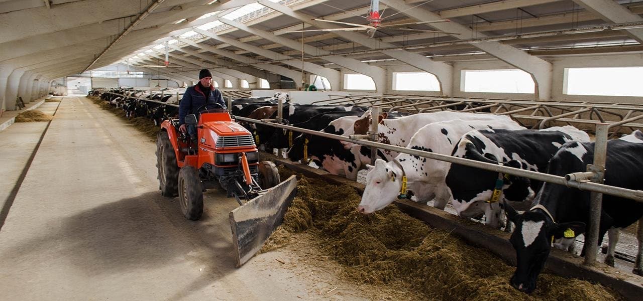 Fermele industriale de bovine ale lumii emit mai multe gaze de seră decât întreaga Germanie