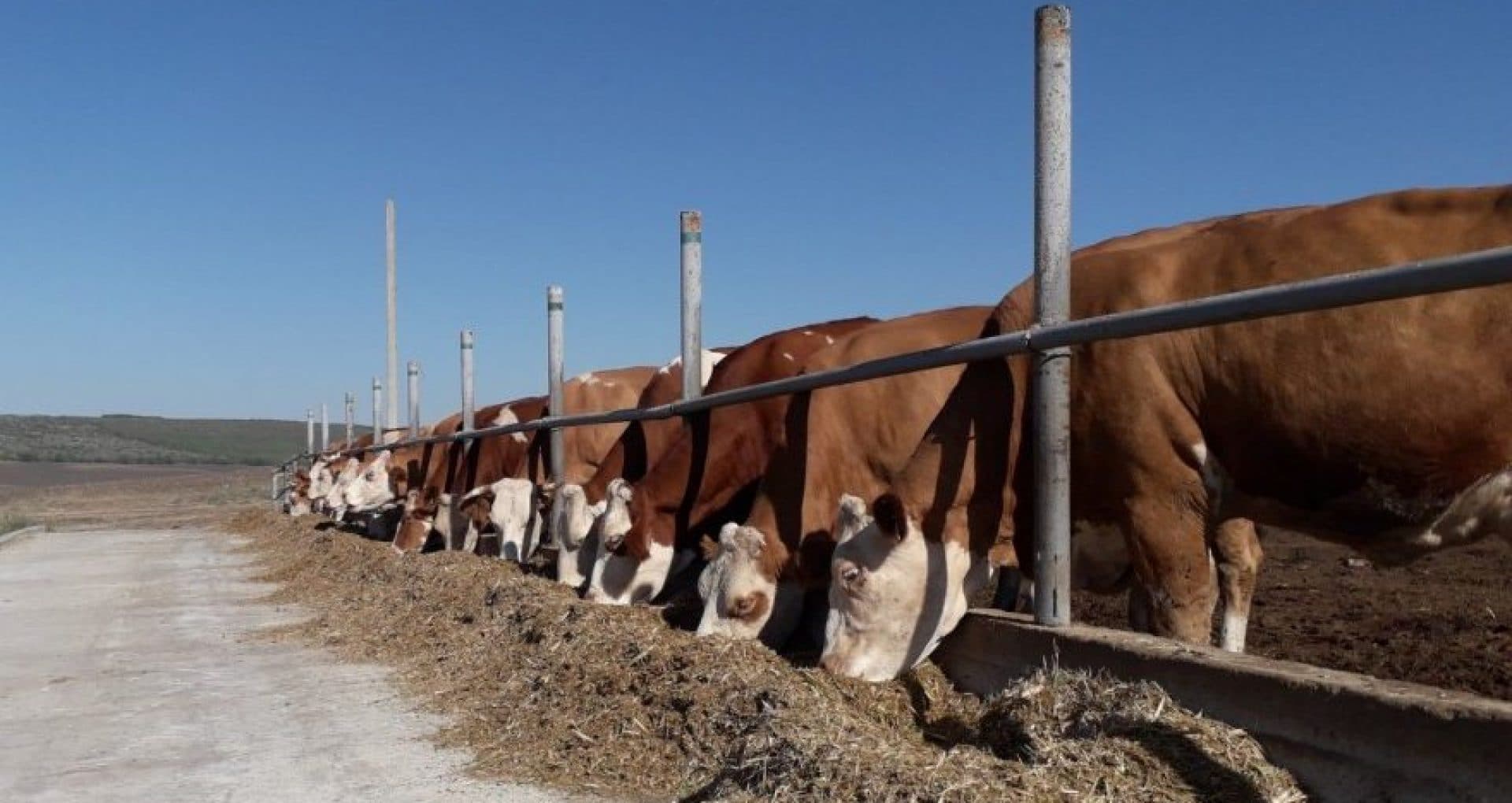 VIDEO / Așa arată o fermă de ELITĂ!